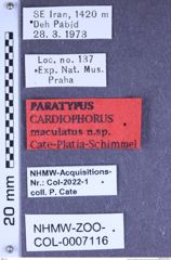 Etiketten zu Cardiophorus maculatus (Cate, Platia & Schimmel, 2002) (NHMW-ZOO-COL-0007116)